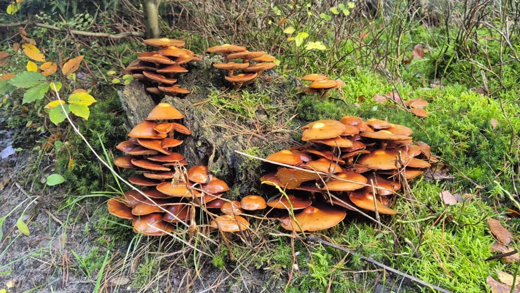 Brief aan Jesse. Niet naar boven kijken om hoop te vinden.